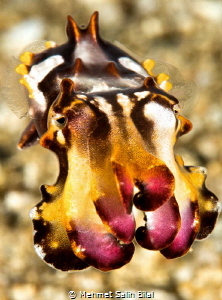 Flamboyant Cuttlefish. by Mehmet Salih Bilal 
